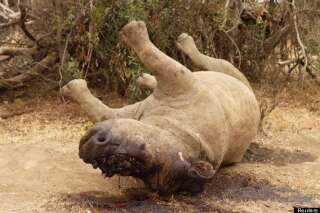 Parc Kruger, Afrique du Sud: quatre employés arrêtés pour braconnage de rhinocéros
