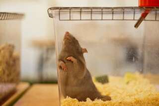 Étude: les rats nourris pendant deux ans avec un maïs OGM  meurent plus jeunes et souffrent plus souvent de cancers
