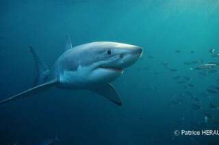Le grand requin blanc a trois fois plus d'appétit qu'on le pensait