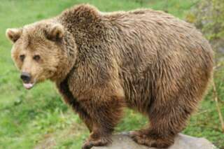 Un automobiliste norvégien évite un élan mais percute un ours brun