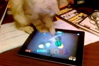 VIDÉO. Un chat qui joue sur l'iPad et marque 128 points à 