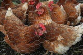 Une bactérie présente chez le poulet serait à l'origine des infections urinaires