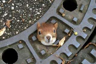 L'écureuil sauvé d'une plaque d'égout est finalement mort de stress