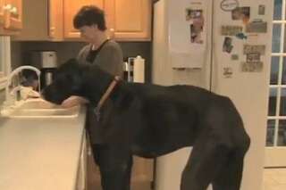 VIDÉO. Guinness des records: le plus grand chien du monde est un Danois