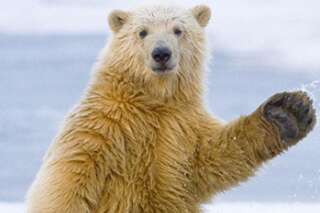 Un ours polaire se prend pour John Travolta