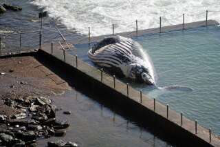 PHOTOS, VIDÉO. Le cadavre d'une baleine dans une piscine de plage en Australie