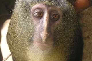 Lesula, la dernière espèce de singes découverte