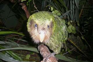 VIDÉO. Le kakapo, rare espèce de perroquet de Nouvelle Zélande, presque sauvé
