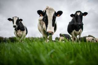 La sécheresse impacte la production de lait, crainte d’une pénurie dans les prochains mois