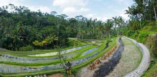 À Bali, les Aborigènes pratiquent l'agriculture au milieu d'une forêt tropicale riche en diversité. Photo d'illustration.
