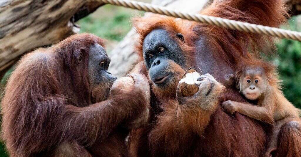 Des orang outans mangeant des noix de coco dans le zoo de Hagenbeck en Allemagne, le 10 septembre 2020.