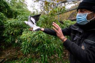 Un pigeon vacciné contre la grippe aviaire H5N8
