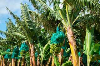 Des bananes sont recouvertes de feuilles d'aluminium contre les oiseaux, les insectes et la lumière directe du soleil dans une plantation de la Guadeloupe, le 10 avril 2018. (Photo HELENE VALENZUELA/AFP via Getty Images)