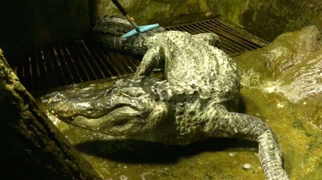 Saturne, l'alligator du Mississippi du zoo de Moscou, est mort à l'âge canonique de 84 ans.