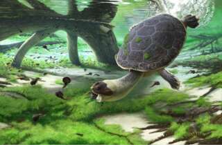 Reconstitution de la tortue-grenouille à bouche rapide (Sahonachelys mailakavava) mangeant des tétards (illustration Andrey Atuchin)