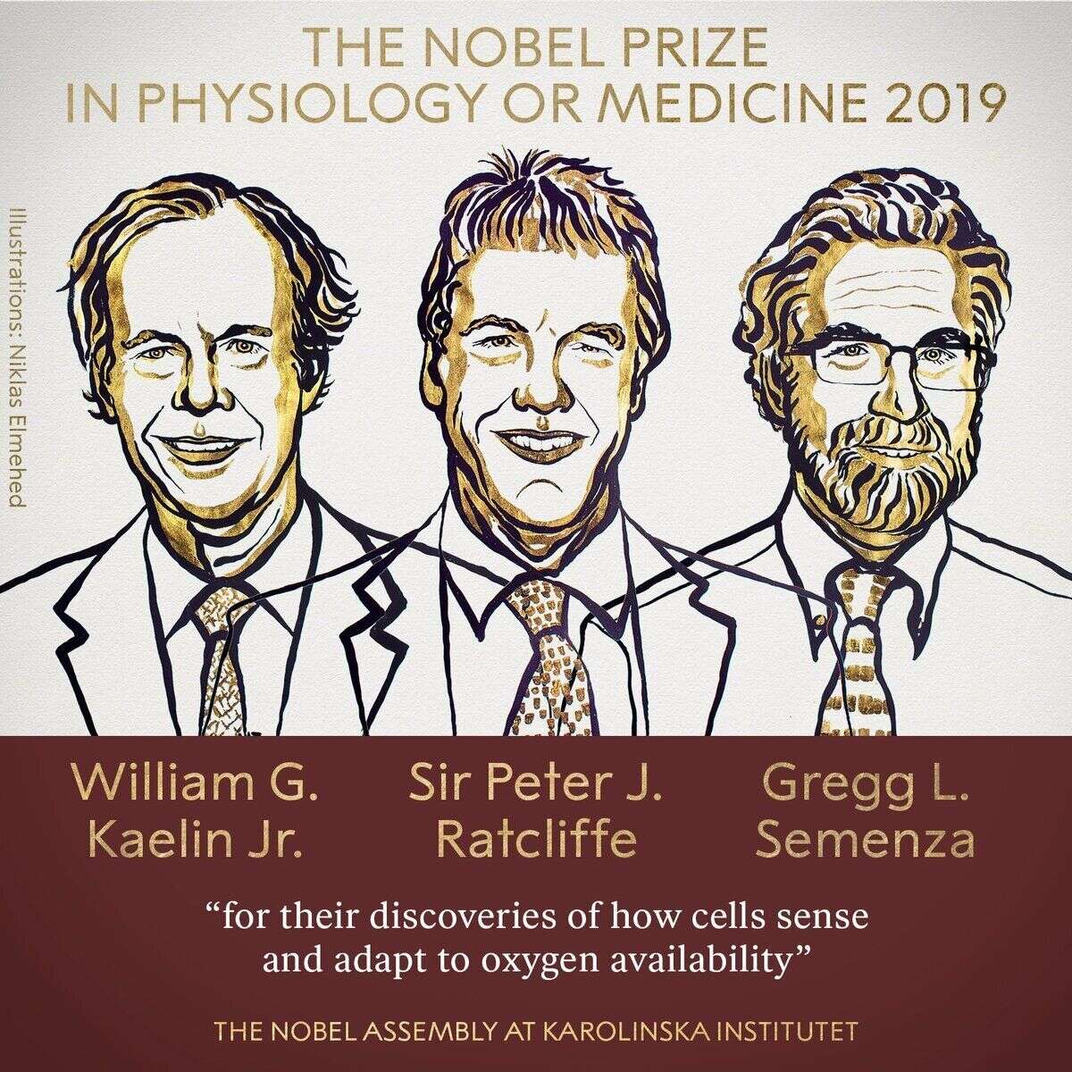 William G. Kaelin et Peter J. Ratcliffe et Gregg L. Semenza ont reçu le prix Nobel de médecine 2019