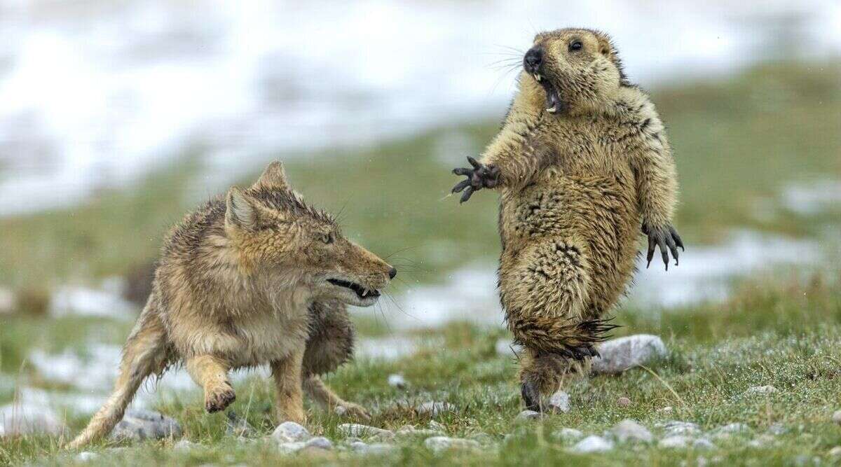 Yongqing Bao a remporté le premier prix pour cette photo d'une confrontation entre un renard tibétain et une marmotte, prise dans la Réserve naturelle nationale des montagnes Qilian en Chine.