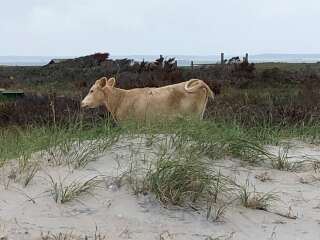 Le service des parcs nationaux a diffusé plusieurs images d'une de ces vaches retrouvées vivantes à des kilomètres sur un chapelet d’îles sablonneuses. NPS/Jeff West