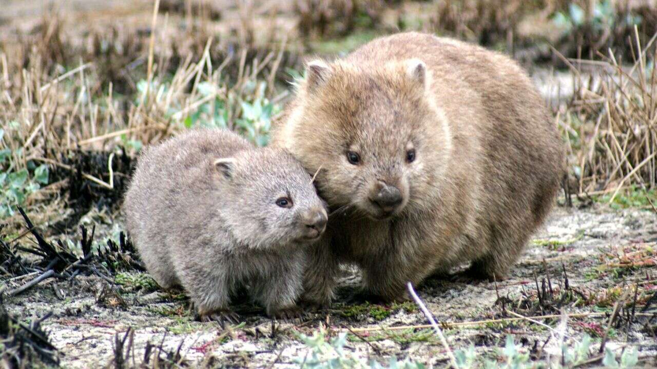 Une femelle wombat et son bébé.