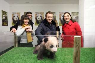 Pour son anniversaire, Macron a rencontré le bébé panda du zoo de Beauval