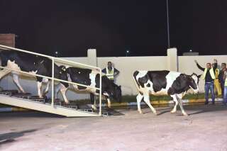 Le Qatar continue d'importer des vaches laitières par milliers et par avion