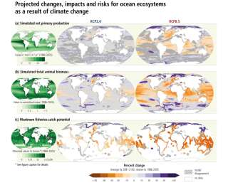 L'évolution des populations marines avec le réchauffement climatique, selon le rapport du Giec sur les océans et la cryosphère.