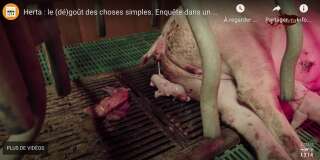 Capture d'écran de la vidéo diffusée par l'association L214 où on voit des porcs entassés.