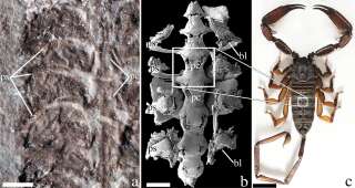 Le fossile (image au centre) à de nombreuses similitudes avec nos scorpions contemporains.