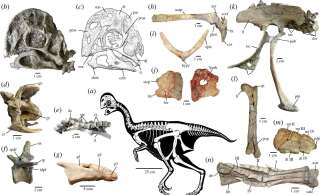 Appelée “oksoko avarsan” par les scientifiques, cette créature semblable à un perroquet pourrait jeter la lumière sur l’étonnante durée de vie des oviraptors, estimée à plus de 68 millions d’années.
