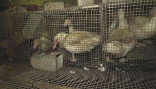Tous les sites de l'exploitant de canards à foie gras fermés après l'enquête de L214 (Capture d'écran)