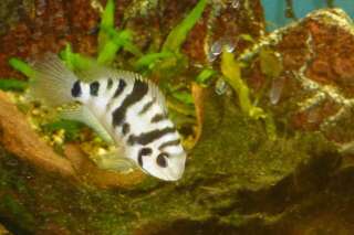 Le clichildé zébré, dont le nom scientifique est Amatitlania siquia, est un petit poisson monogame qui forme des couples stables dans le temps.