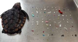 Cette jeune tortue de mer est morte en Floride. 104 morceaux de plastique ont été retrouvés dans son estomac.