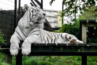 Le zoo de Maubeuge euthanasie son dernier tigre blanc