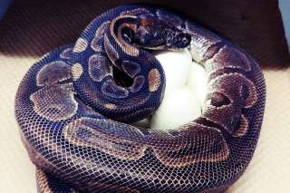 Ce python royal a pondu des œufs sans approcher de mâle en 15 ans