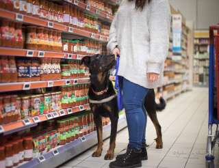 Un supermarché Lidl refuse l'entrée d'un chien d'assistance