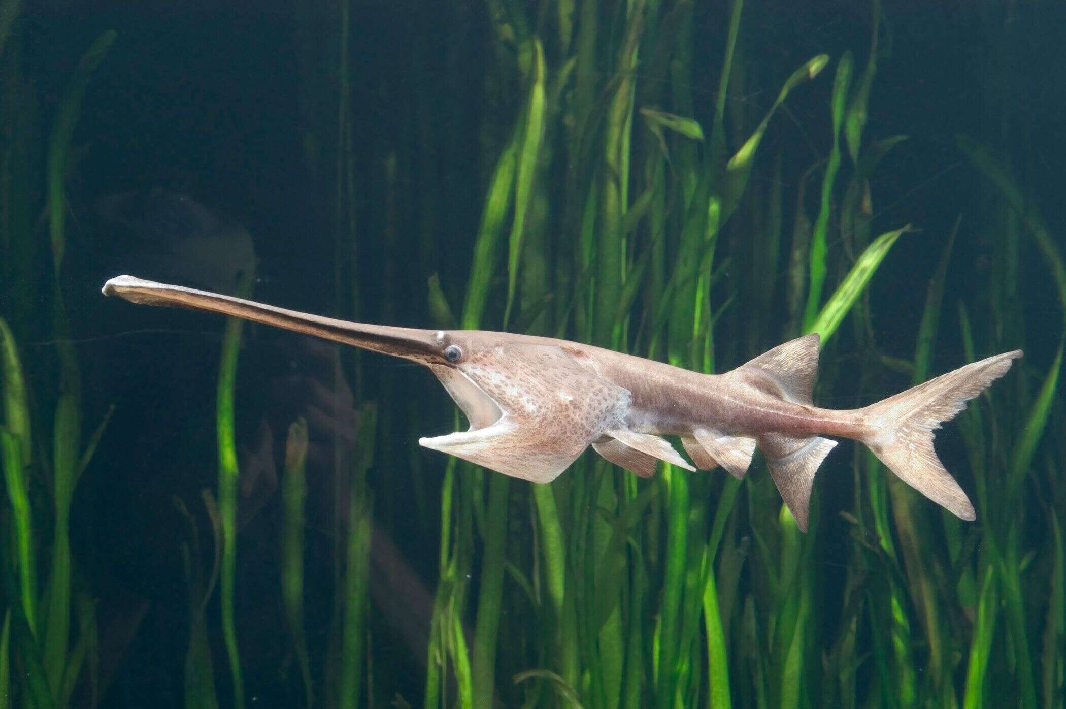 Depuis 2009, le “roi des poissons d’eau douce” n’a montré aucun signe de vie, mais les scientifiques ont attendu des preuves plus claires avant de le déclarer officiellement éteint.