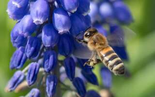 Parmi les espèces menacées, les insectes pollinisateurs.