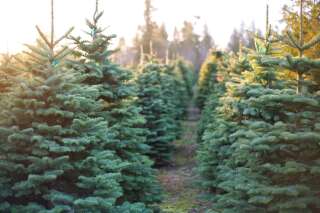 Acheter un (vrai) sapin de Noël, un geste bon pour la nature et l'économie