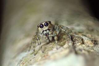Photo de Guriurius minuano, une araignée sauteuse et la 50.000ème espèce découverte.