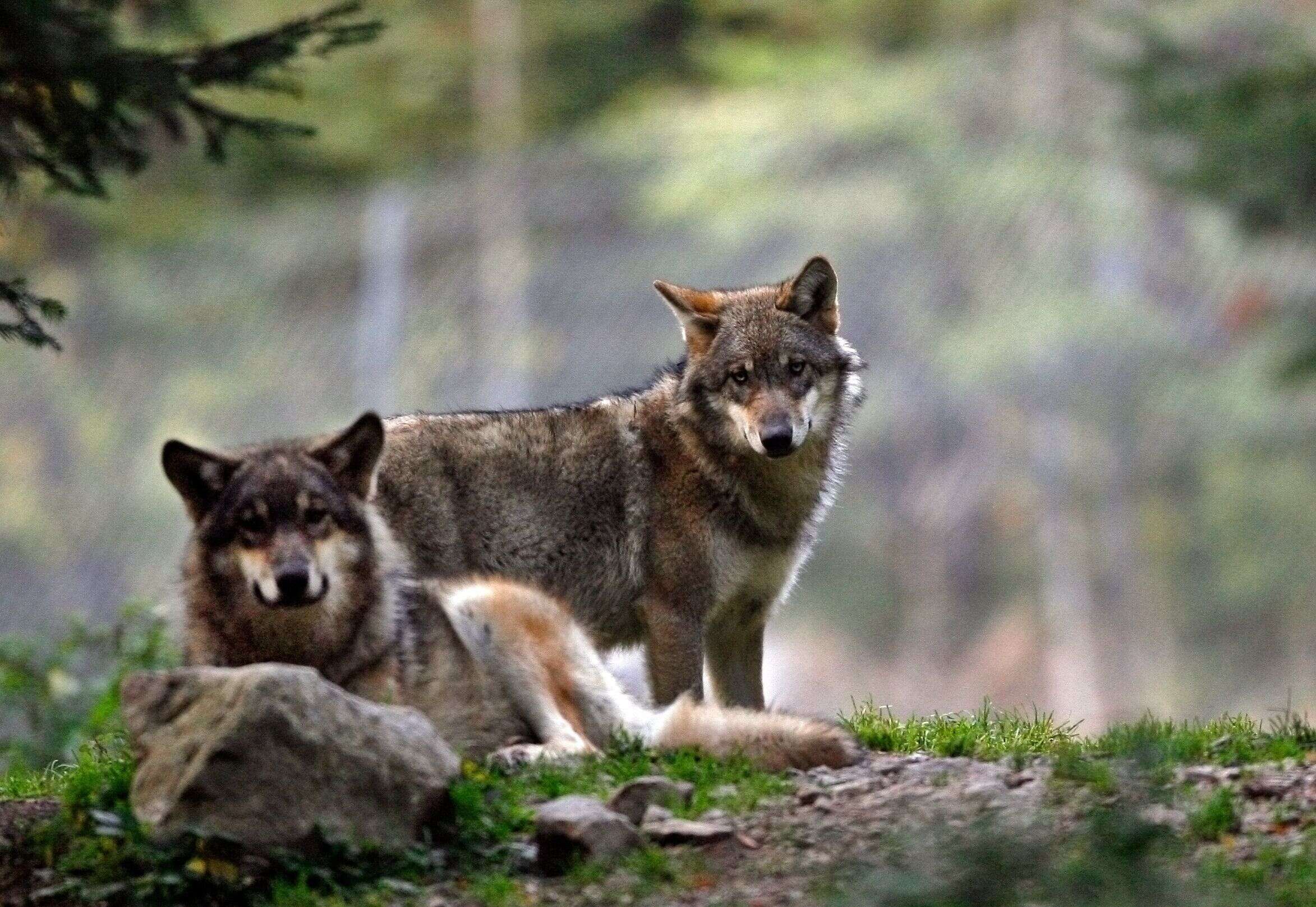 Un parc à loups détruit dans les Alpes-Maritimes, le sort des animaux incertain (Photo de deux loups du parc de Saint-Martin-Vésubie prise en 2006 par REUTERS/Eric Gaillard)