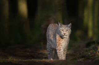 Le lynx, un élément de la biodiversité menacé en France.
