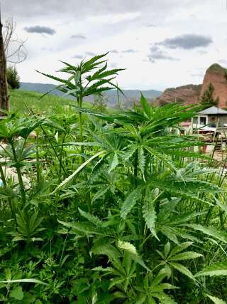 Races locales de cannabis dans la province du Qinghai, en Chine centrale.