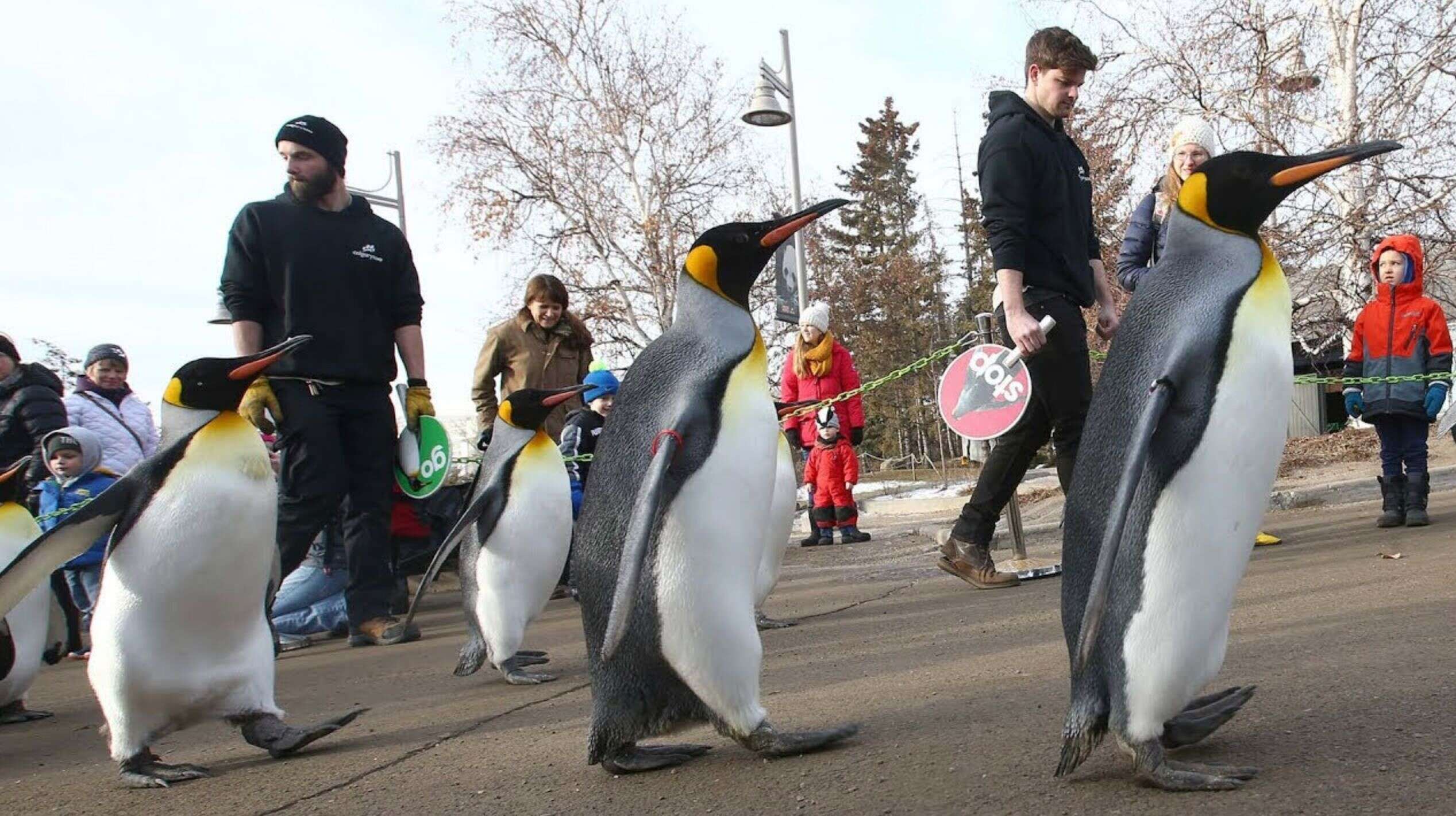 Chaque jour de l'hiver, le zoo de Calgary (Canada) organise une marche pour ses pingouins.