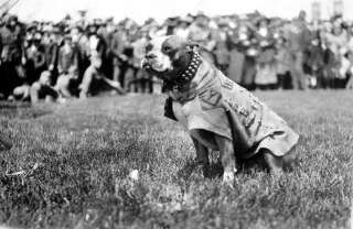 Le chien Stubby, qui a rejoint les rangs de l'armée américaine pendant la Première guerre mondiale, est le héros d'un film d'animation réalisé par Richard Lanni au cinéma le 22 mai.
