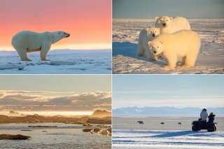 Des visiteurs sur un quad observent les ours polaires sur l'Ile de Barter.