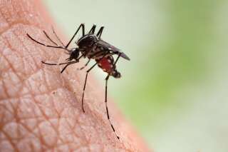 Après l'ouragan Florence, la Caroline du Nord est envahie par des moustiques monstrueux