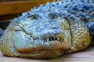 Une crocodile au Zoo d'Antalya, en Turquie, le 9 août 2020 (photo d'illustration)