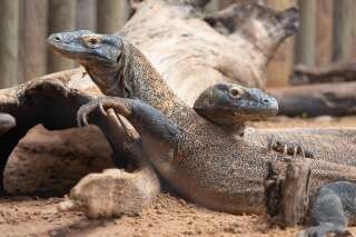 Liste rouge des espèces menacées: dragons de Komodo et requins sur la sellette