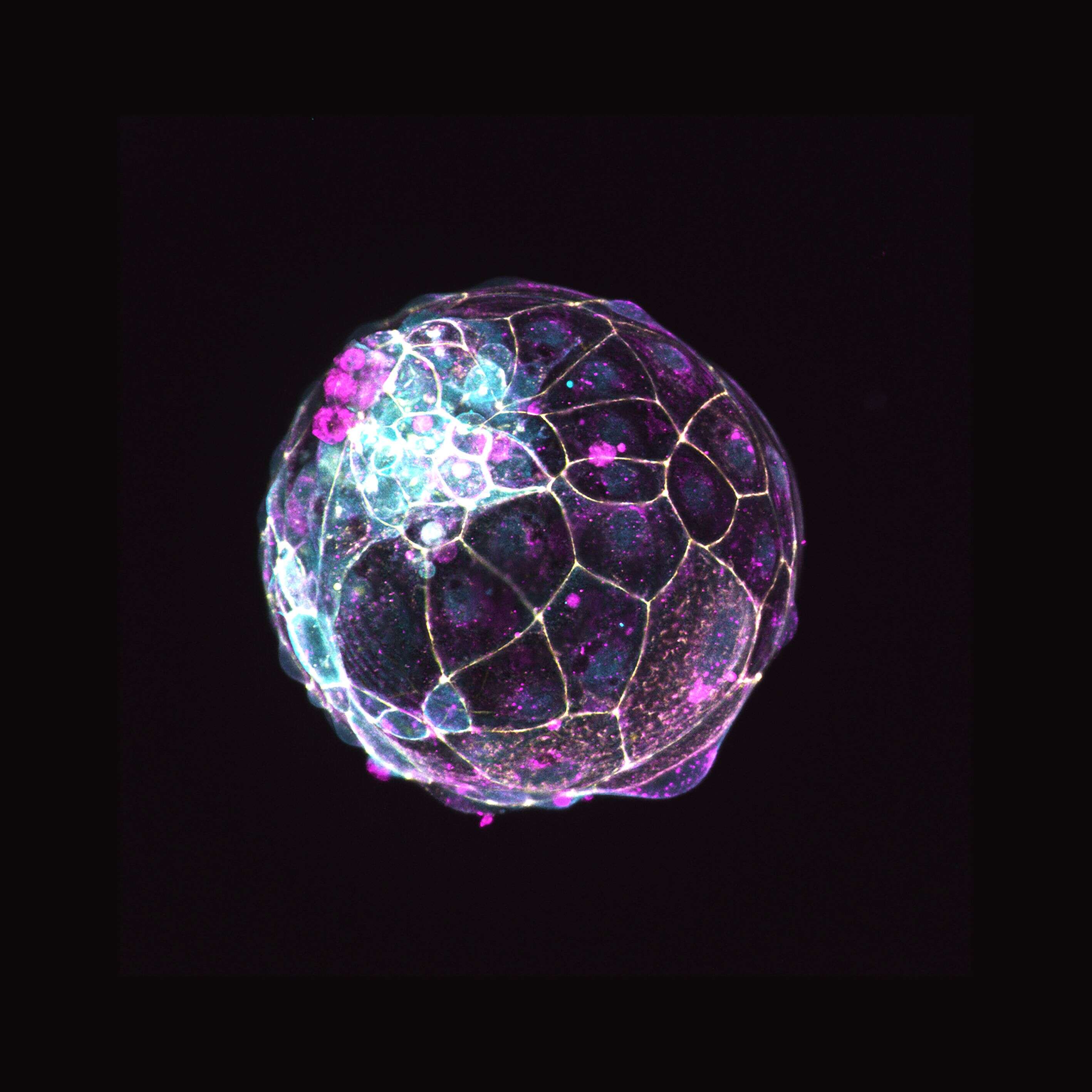 Voici un blastoïde créé en laboratoire, c'est l'équivalent d'un blastocyte, c'est-à-dire un embryon de quelques jours à peine.
