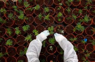 Une plantation de cannabis thérapeutique en Israël. En France, le cannabis thérapeutique ne sera pas expérimenté avant janvier à cause de l'épidémie de Covid-19.